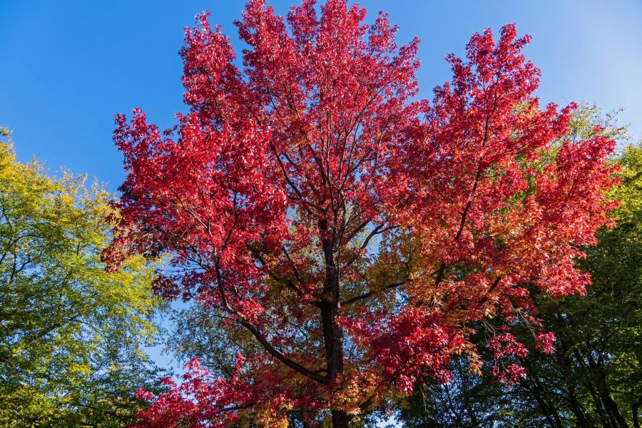 Tree with bright red autumn leaves against a clear blue sky, surrounded by green foliage.
